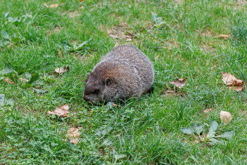 a woodchuck or groundhog foraging in a field of grass on a late summer day, with a shallow depth of field.