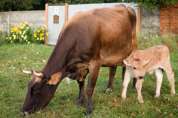 cow and calf