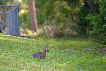 Grey small hare eating grass on summer field. Wild rabbit in nature