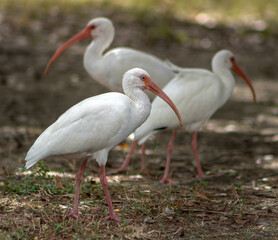 wild American White Ibises in Audobon Park, New Orleans