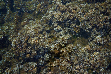 Fototapeta na wymiar Algae in the clear water of the sea