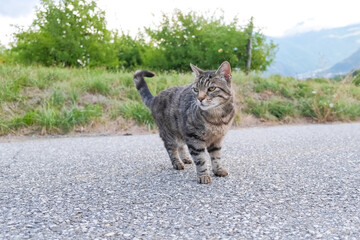 A common stray cat watches for food in a rural area.