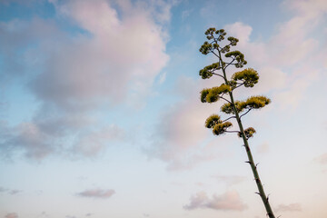 Agave in bloom on the Mediterranean coast with views of the sea and blue sky.