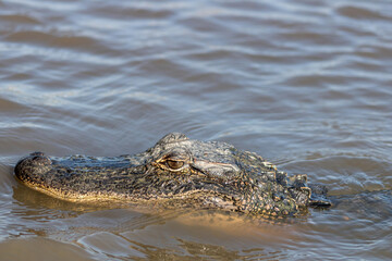 alligator in louisiana swamp near Jean Lafitte