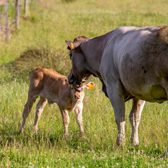 cow licks calf in high grass of summer meadow © ahavelaar