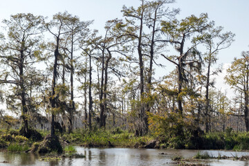 bald cypress trees in the louisiana bayou