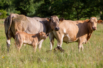 Naklejka na ściany i meble cows and calves in summer meadow with long grass
