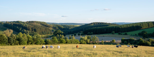 cows in green meadow between bastogne, La Roche and St Hubert in belgium - 528573542