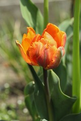 Fototapeta premium Tulip 