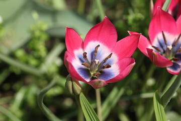 Tulip Little Beauty - cute bright pink flowers with a white and cornflower - blue heart. The botanical low Tulips from the pulchella - humilis group.