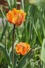Tulip "Orange Princess" is a lovely peony-flowered tulip featuring light nasturtium-orange petals, flushed with reddish-purple and glazed lighty in warm pink.