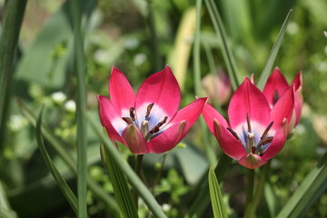 Tulip Little Beauty - cute bright pink flowers with a white and cornflower - blue heart. The botanical low Tulips from the pulchella - humilis group.