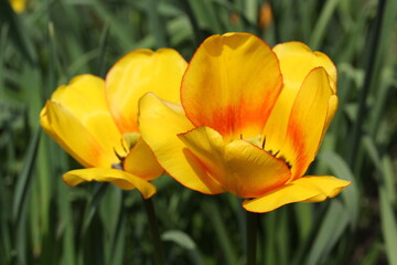 Tulip "Blushing Apeldoorn", Darwin Hybrid Tulip "Blushing Apeldoorn" magnificent bulbous perennial boasting large, egg-shaped, rich yellow flowers with a tangerine orange blush.