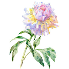 Hand drawn watercolor illustration of peony flower isolated on white background.