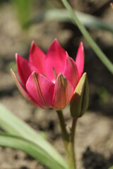 Tulip Little Beauty - cute bright pink flowers with a white and cornflower - blue heart. The botanical low Tulips from the pulchella - humilis group.