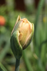 Tulip La Belle Epoque - A Peony Double Tulip