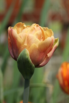 Tulip La Belle Epoque - A Peony Double Tulip