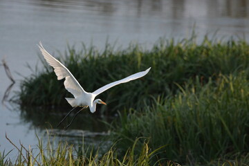Vol de grande aigrette blanche