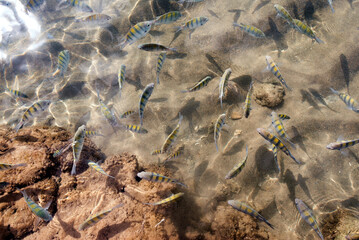 Colorful fishes in a natural pool of transparent water in a coral reef on the beach of Morro de São Paulo, Bahia, Brazil.