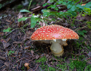 fly agaric mushroom toadstool