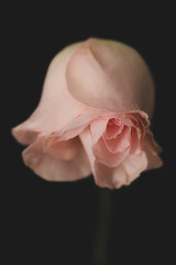 Wilting pink rose on black background