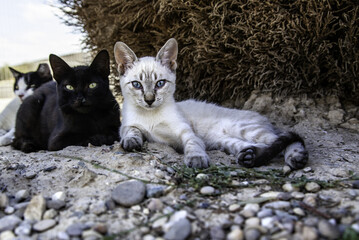 Street abandoned cats © celiafoto