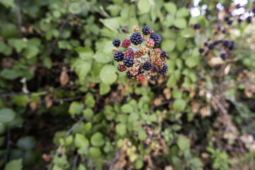 Wild blackberries on tree