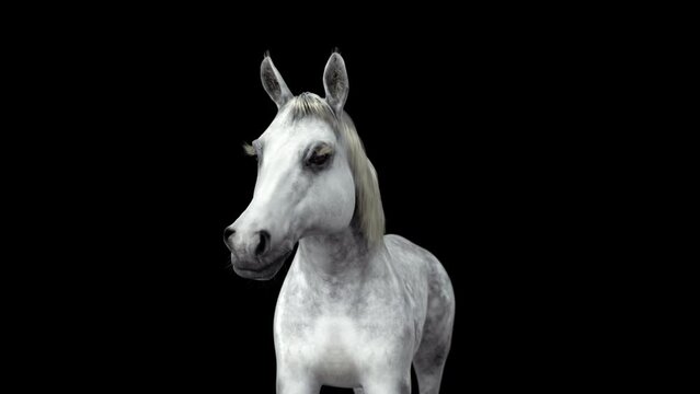 White horse nods and looks out. ALPHA Channel and Luma matte. ProRes 12bit mov 4444. 3d render Seamless loop video.