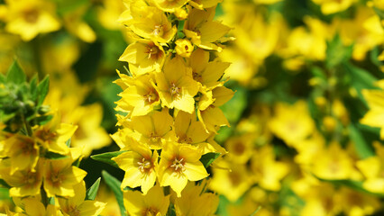 Yellow lysimachia or loosestrife is flowering plants, family Primulaceae. Сoncept of gardening and summer flowers