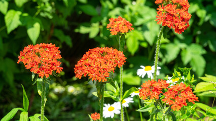 Silene chalcedonica or Lychnis chalcedonica, Maltese-cross or scarlet lychnis, flowering plant in family Caryophyllaceae. Other common names include flower of Bristol, Jerusalem cross and nonesuch
