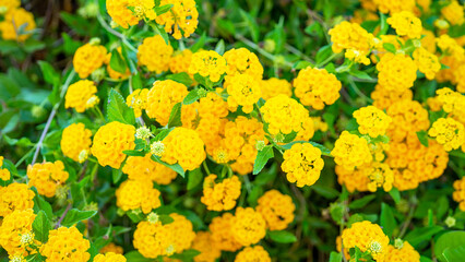 Yellow lantana, perennial flowering plants, verbena family, Verbenaceae. Herbaceous plants and shrubs. Aromatic flower clusters called umbels. Wild lantanas are plants of unrelated genus Abronia
