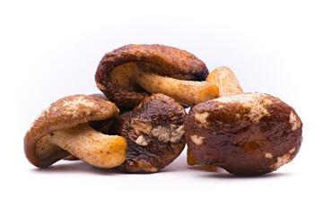 Dried shiitake (Lentinula edodes) on a white background,  edible mushroom cultivated native to Asia (china, japan).
