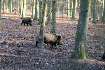 FU 2022-02-12 DellDunn 175 Im Wald sind Wildschweine
