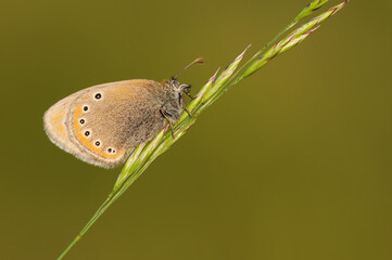 Wing under-side view of a Russian Heath (Coenonympha leander)