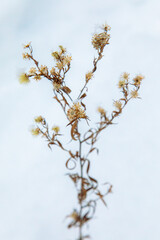 plant in winter with snow on it