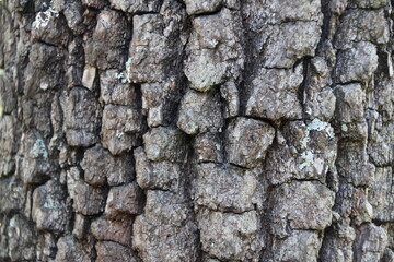 Wood and naturel patterns