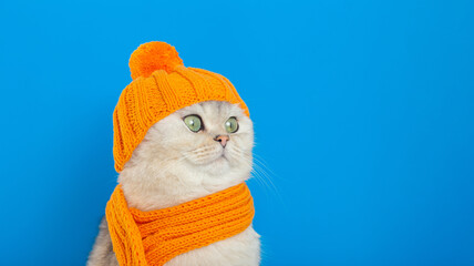 a funny white cat, sitting in an orange knitted hat and scarf, on a blue wide background