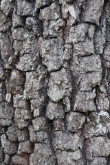 Wood and naturel patterns