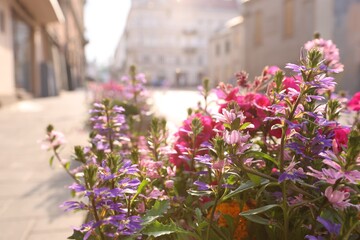 Beautiful colorful flowers on city street, closeup. Space for text