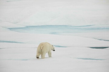 Back of walking polar bear