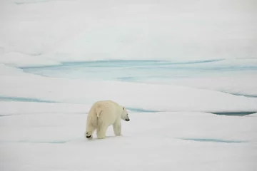 Keuken spatwand met foto Back of walking polar bear © karenfoleyphoto