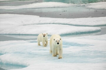 Obraz na płótnie Canvas Cub and adult polar bear
