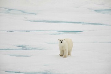 Curious polar bear on ice