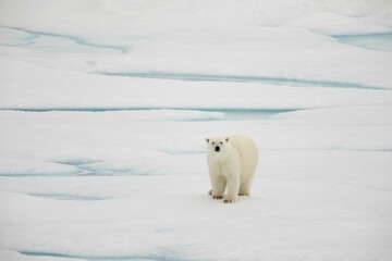 Curious polar bear on ice © karenfoleyphoto