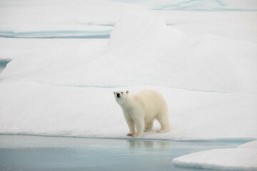 Naklejka na ściany i meble Curious polar bear on water edge