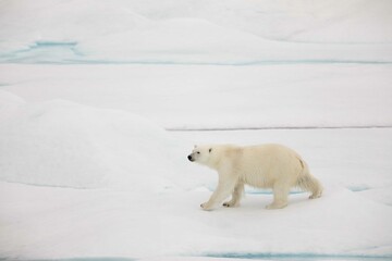 Fototapeta na wymiar Curious walking polar bear