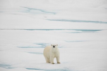 Curious young polar bear