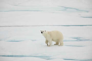 Fototapeta na wymiar Curious young walking polar bear