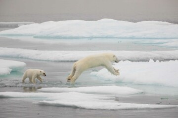 Obraz na płótnie Canvas Jumping polar bear with cub