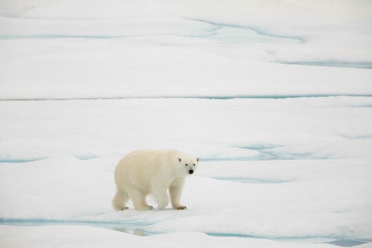 Curious female polar bear